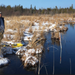 Man in cold weather gear standing in the snow in a wetland.